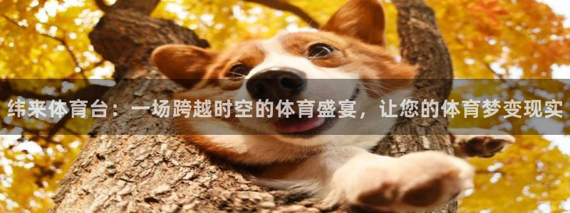 纬来体育台：一场跨越时空的体育盛宴，让您的体育梦变现实