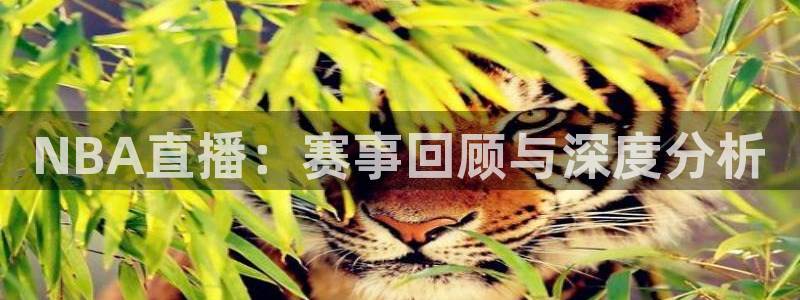 NBA直播：赛事回顾与深度分析