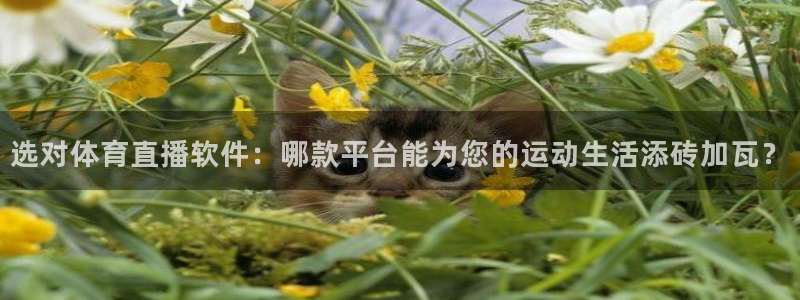 选对体育直播软件：哪款平台能为您的运动生活添砖加瓦？