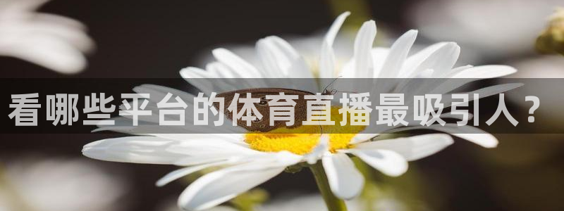 看哪些平台的体育直播最吸引人？